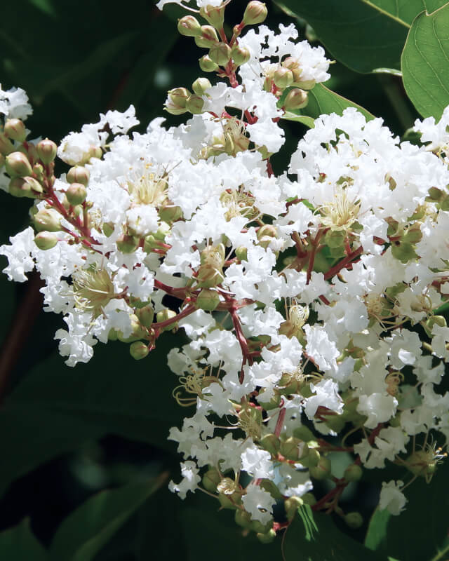 This image depicts a white crepe myrtle flower