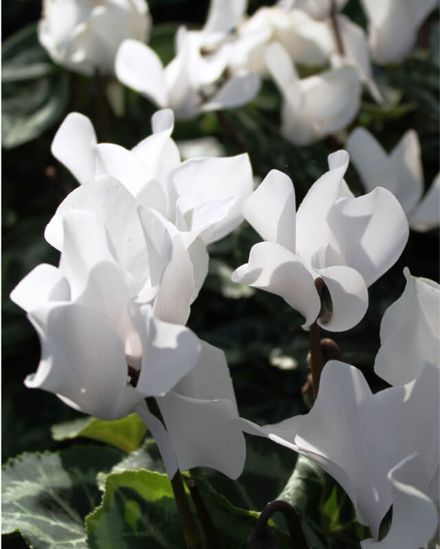 This image depicts a white flower