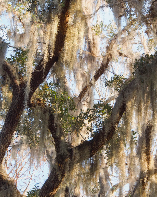 This image depicts a white oak tree
